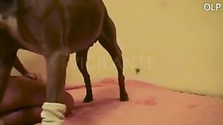 Dog Fucks Masked Brunette